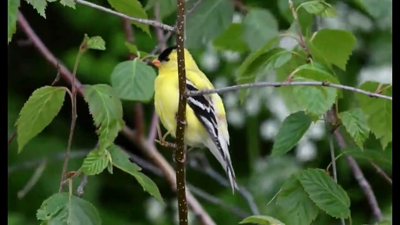 Everything about American Goldfinch - Small Pet Bird