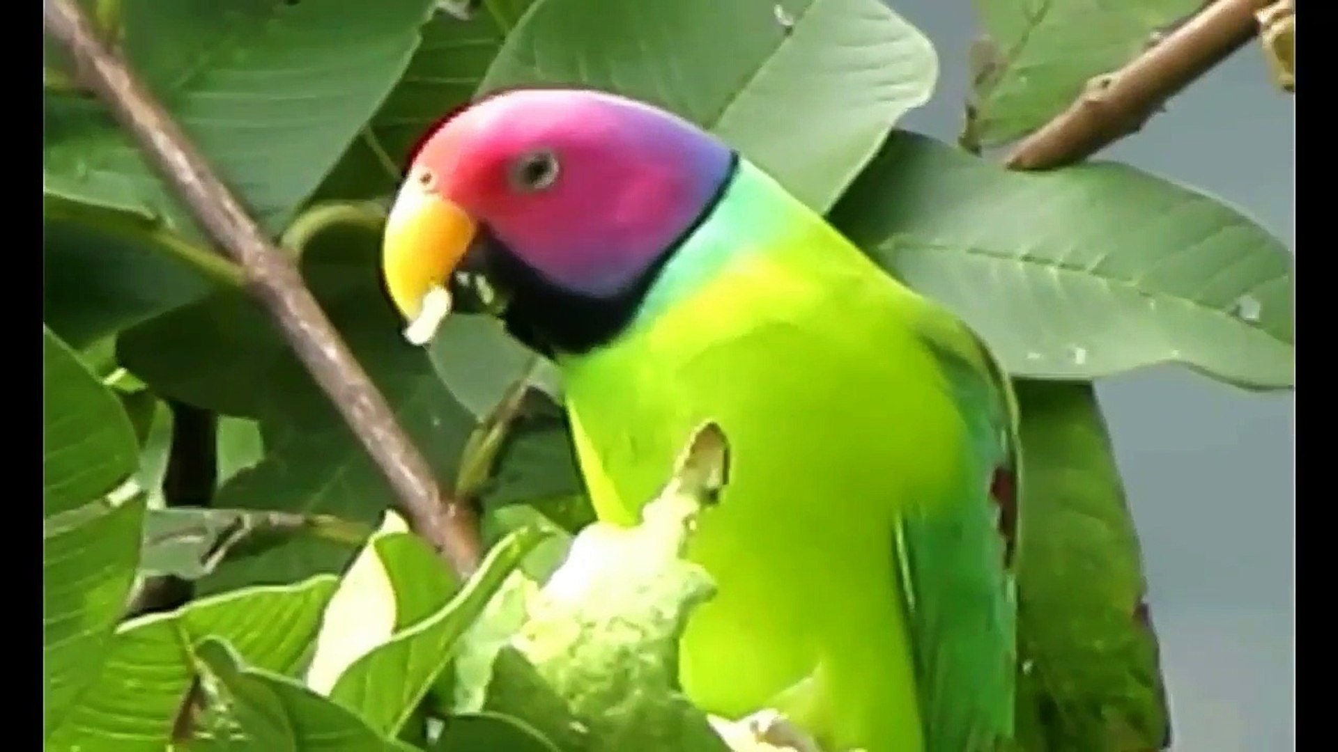 Everything about Plum headed parakeet in Hindi - Medium Parakeets