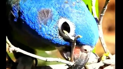 Best Diet For Medium and Large Pet Birds in English