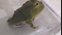 角蛙誘食-退紋秘魯