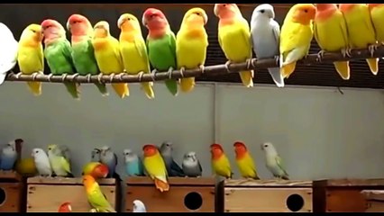 Everything about Lovebirds in Hindi - Small Parrots