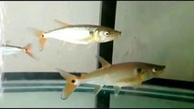 Everything about Red Tail Barracuda in English - [Caring-Breeding-Feeding]