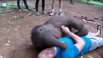 Trop mignon : Un bébé éléphant joue avec la tête de cet homme