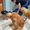 Dog Waiting for Food Frantically Chases Own Tail