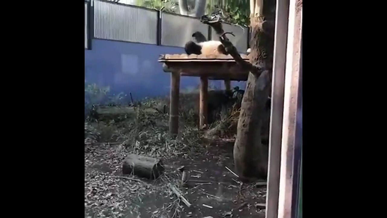 Ce bébé panda a vraiment fait peur a sa maman