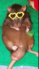 Keyfi Yerinde Olan Fare