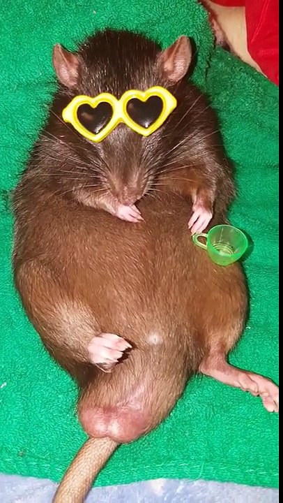 Keyfi Yerinde Olan Fare