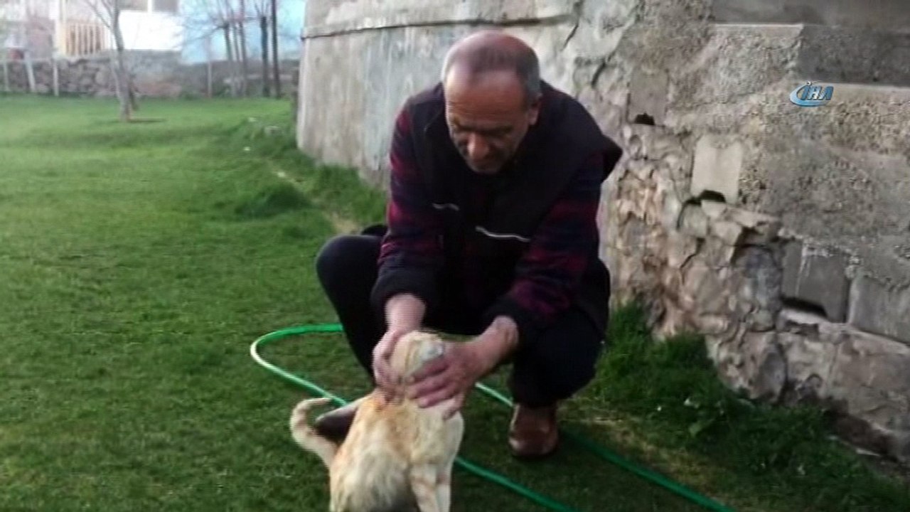 Kapı açan sevimli kedi 'Sarı'