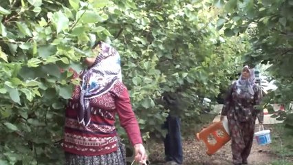 Mersin'de Örtü Altında İlk Kayısı Hasadı