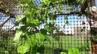Growing Chayote (Choko) Vines - Flowers & Fruit