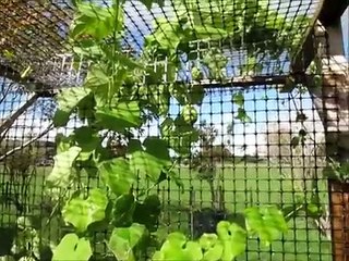 Growing Chayote (Choko) Vines - Flowers & Fruit
