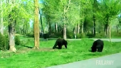 Funniest Animal Fails Compilation || FailArmy