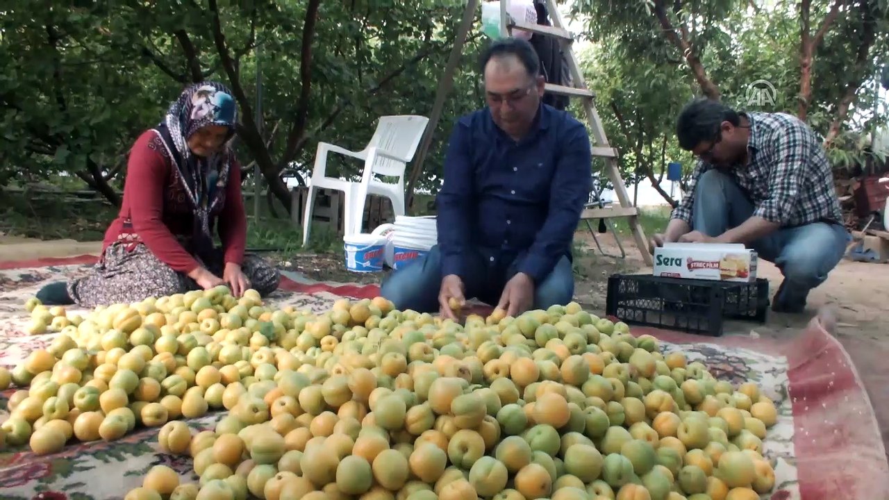 Mersin'de örtü altında ilk kayısı hasadı