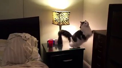 Cat Puts Herself to Sleep in Tiny Human Bed