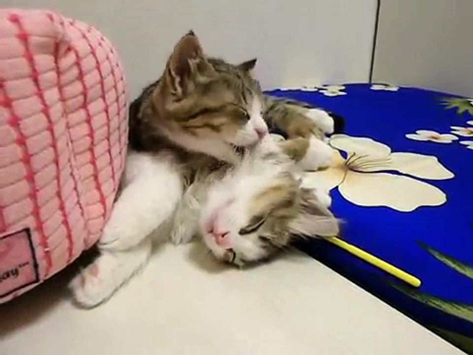 Cute Kitten