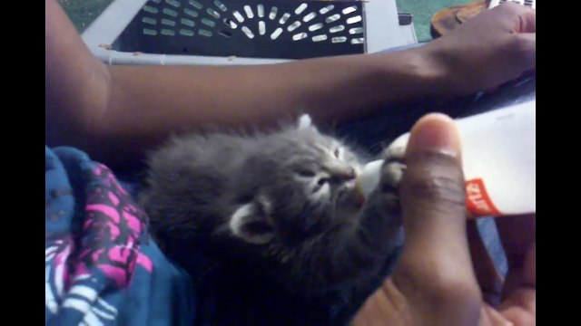 Kitten bottle feeding - Baby cat bottle feeding