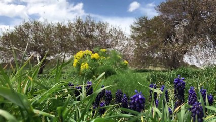 Van Gölü'nün el değmemiş güzelliği 'Çarpanak Adası' - VAN