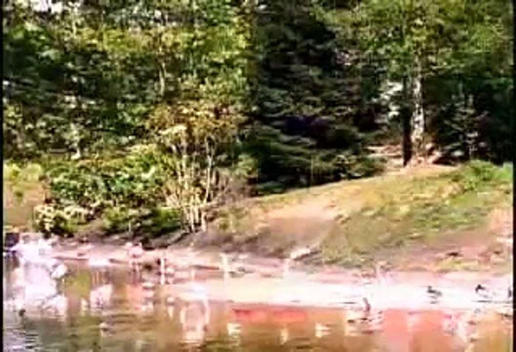 MV Xanakee-Cog Siab Rau Koj ♪♫