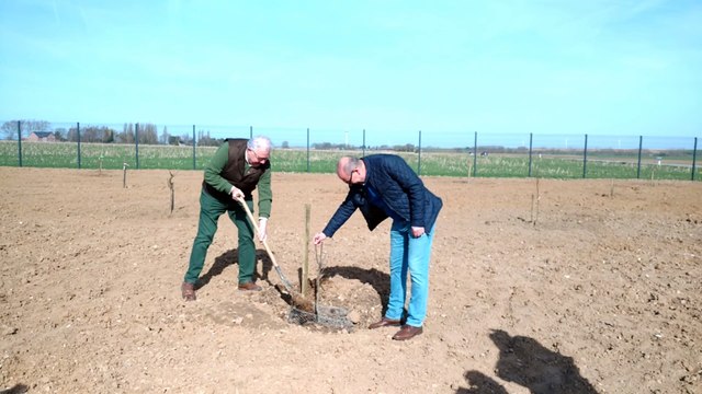 Plantation d'arbres fruitiers à Hannut