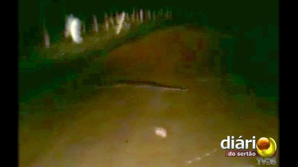 CUIDADO! Cobra gigante assusta moradores em sítio na zona rural de Sousa