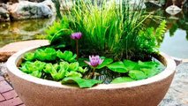Make your very own Pond in a Pot! - Backyard Pond!