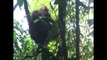 Pour sauver l'orang-outan, l'huile de palme doit être durable