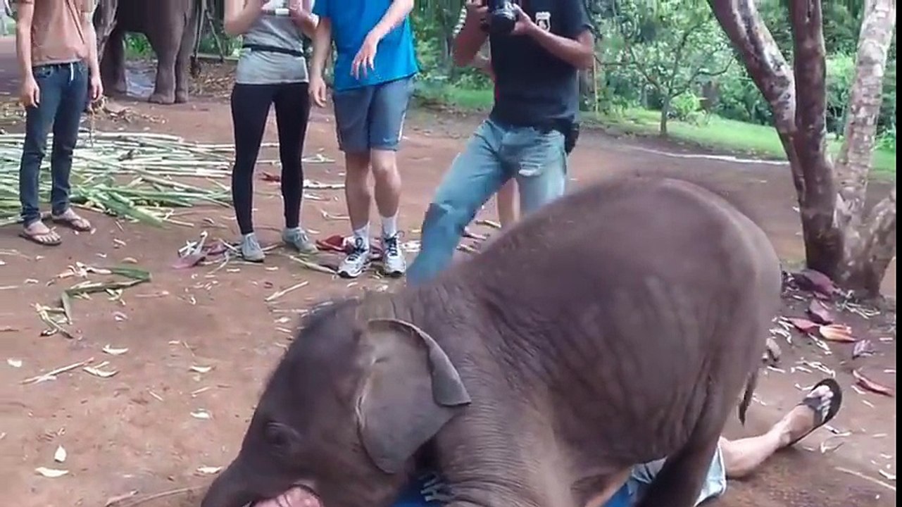 Enorme bisou baveux.. d'un bébé éléphant !
