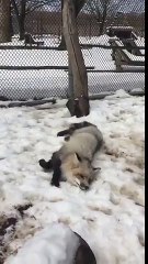 Bonheur : ce renard blanc se roule dans la neige !