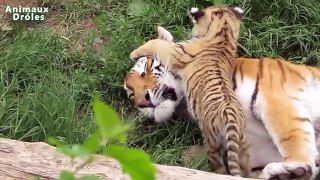 Bébé mignon animaux vivant dans Zoo Compilation new [NOUVEAU HD VIDEO]
