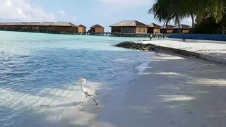 Dozens of small sharks come to eat at the beach in Maldives