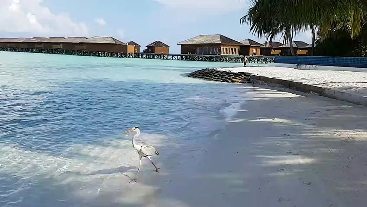 Dozens of small sharks come to eat at the beach in Maldives