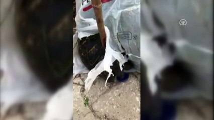 Çöpe atılan kaplumbağaya hayvansever sahip çıktı - MUĞLA
