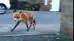Fox Steals Guy's Wallet and Takes off Running