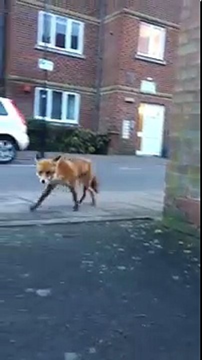Fox Steals Guy's Wallet and Takes off Running