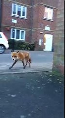 Fox Steals Guy's Wallet and Takes off Running