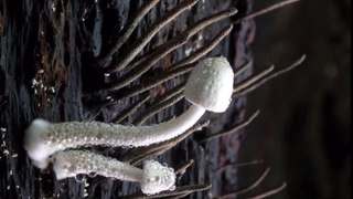 The Wonderful World Of Fungi || Best Documentary 2018