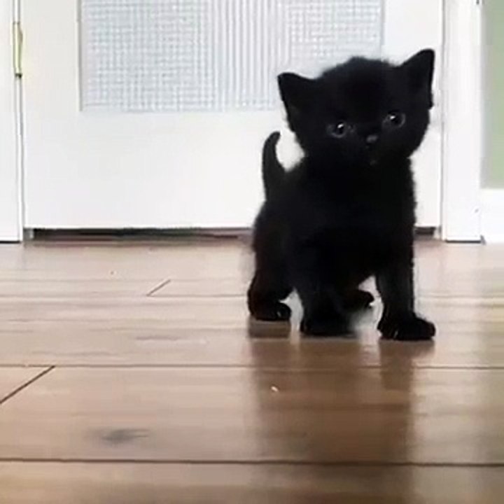 Pretty kitten