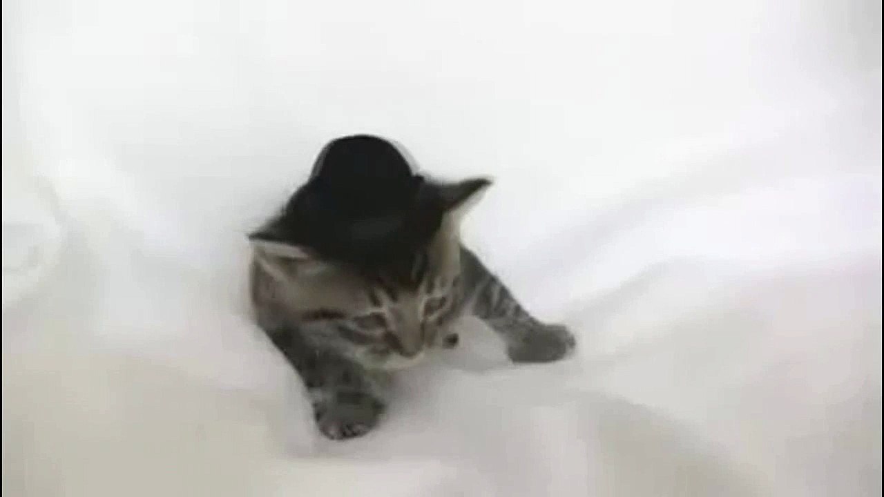Cute kitten in hat