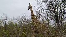Giraffe