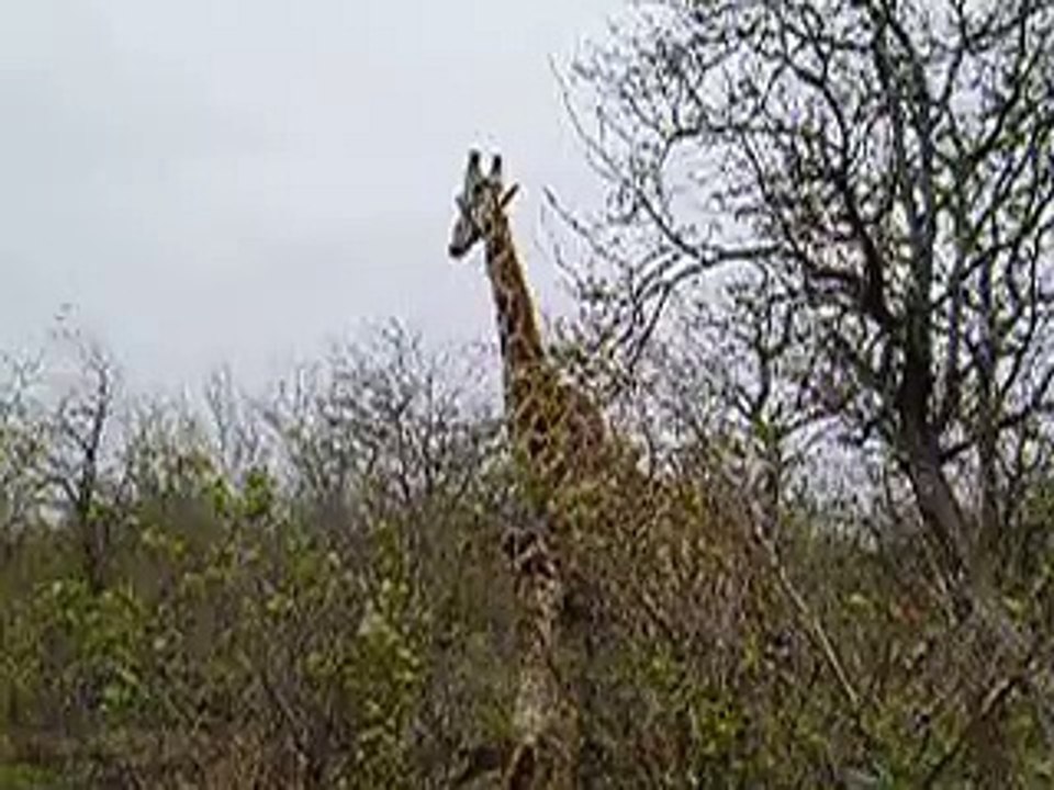 Giraffe