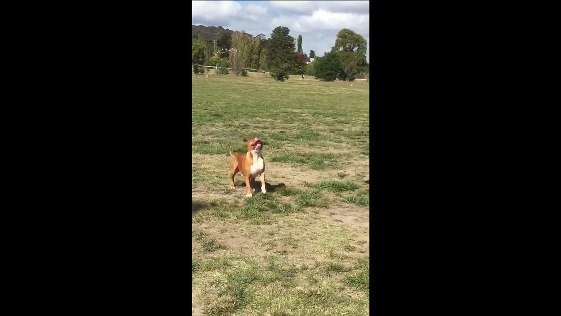 ⁣J'ai, j'ai, j'ai... Ah non j'ai pas... Chien trop drole