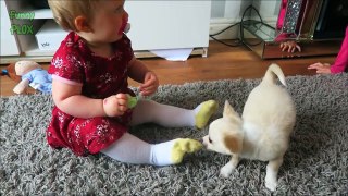 Puppies and Babies Playing Together Compilation (2017)