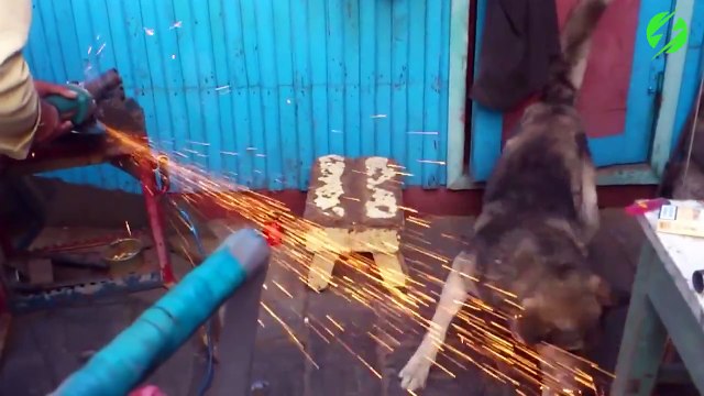 Ce chien essaie de manger des étincelles... Un peu chaud comme plat non?!