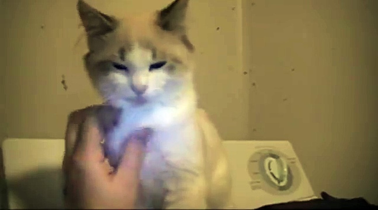 Cute Kitten Demands More Petting!