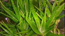 How To Treat Hemorrhoids Aloe Vera. Hemorrhoids Treatment | Hemorrhoid Treatment