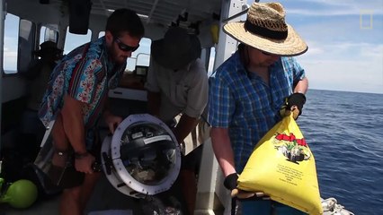 Rarely Seen Shark Filmed Near Underwater Volcano | National Geographic
