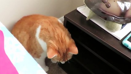 How My Cat Wakes Me Up Every Morning!