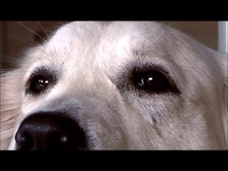 Les chiens ont des choses à vous dire