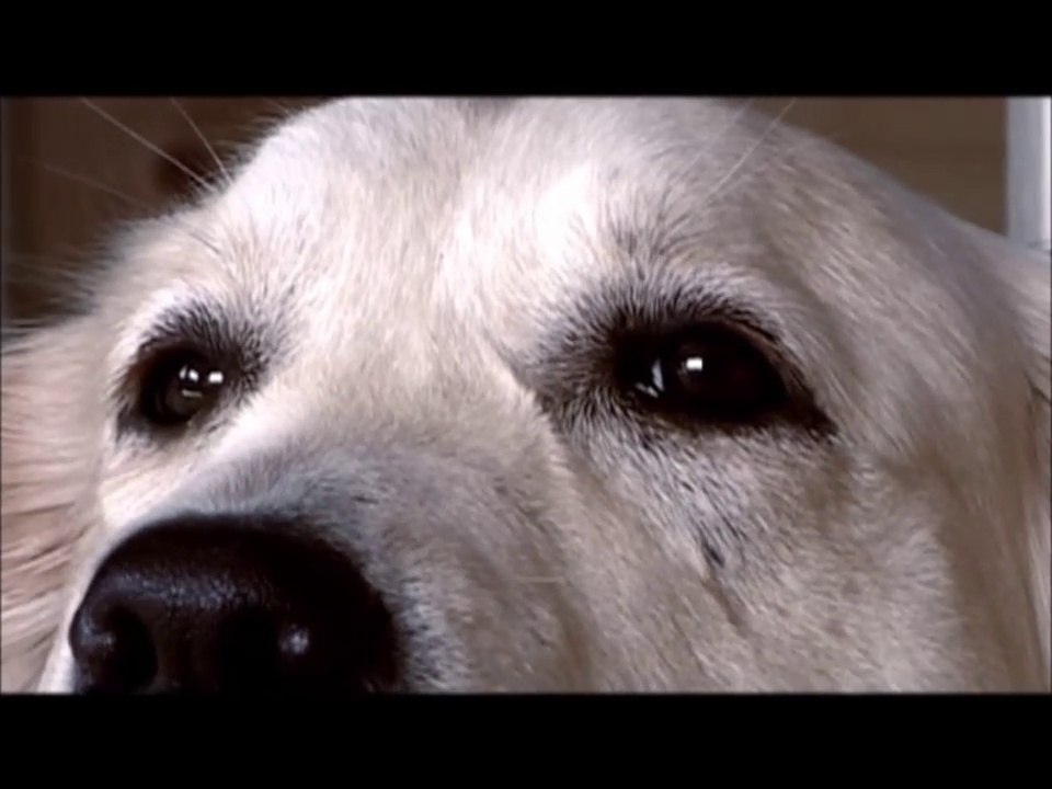 Les chiens ont des choses à vous dire