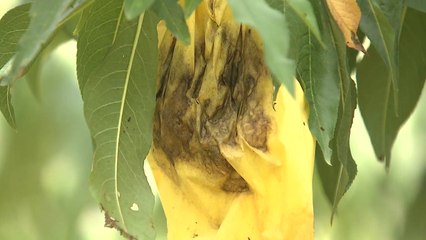 과일 농가, '바이러스 병' 비상...병에 강한 묘목 보급 / YTN